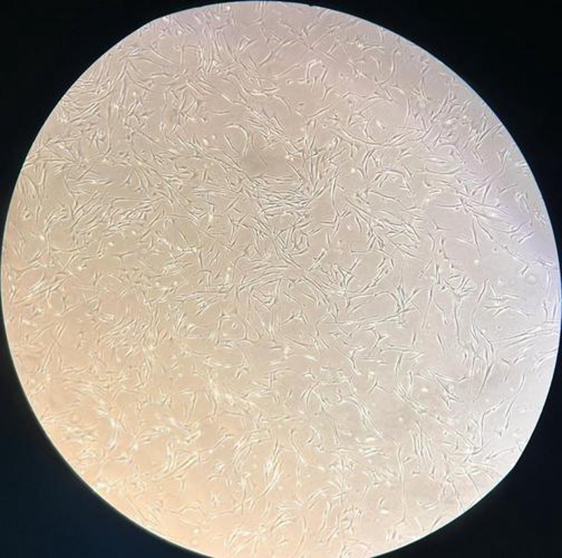 生物科技公司：科技与生命科学的融合